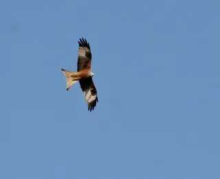 Adulter Rotmilan im Flug.