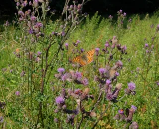 Orangener Schmetterling auf einer Wiese