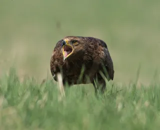 Schreitender Schreiadler auf Grünland