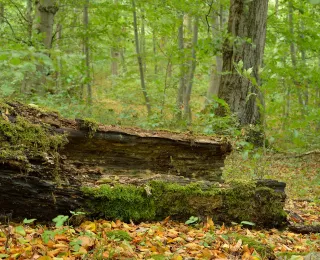 am Boden liegender, mit Moos bewachsener Baumstamm im Wald