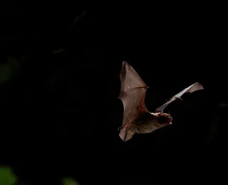 Ein Kleinabendsegler (Nyctalus leisleri) im Flug, aufgenommen von vorne rechts. Die Flügel befinden sich über der Horizontalen und bilden annähernd ein „V“, wodurch im Gegenlicht die Fingerknochen des rechten Flügels, welche die Flughaut aufspannen, gut zu erkennen sind. Der Mund ist weit geöffnet, was auf die aktive Echoortung hinweist.