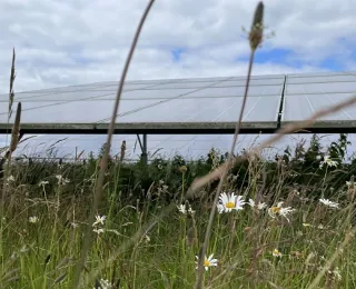Blick auf Freiflächensolaranlage mit Margeriten im Vordergrund