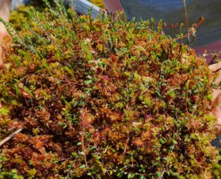 Torfmoos wird im Ahlenmoor entnommen.