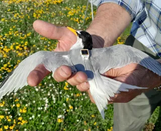 Eine Zwergseeschwalbe wird in der Hand gehalten. Sie trägt einen kleinen GPS-Datenlogger auf dem Rücken.