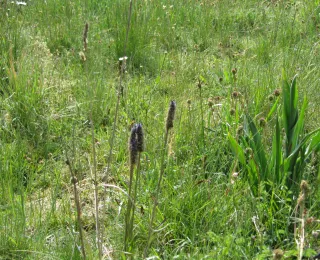 Die Abbildung veranschaulicht eine artenreiche Frühjahrswiese