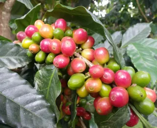 Kaffeepflanze mit grünen und roten Kaffeekirschen