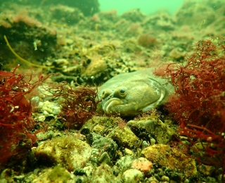 Flunder in einem geogenen Steinriff 