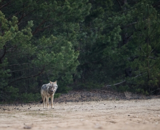 Wolf