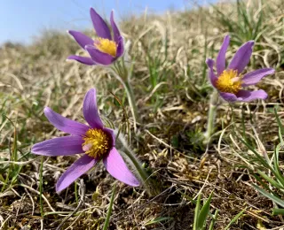 gewöhnliche Kuhschelle