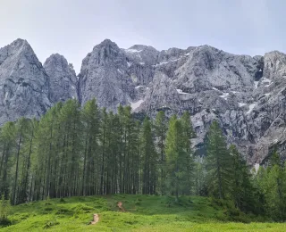 mountain wall with tall conifers