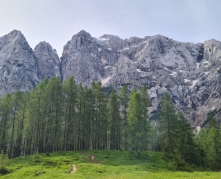 Bergwand mit hohen Nadelbäumen