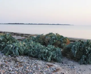 Kiesstrand an der Ostseeküste mit Meerkohl