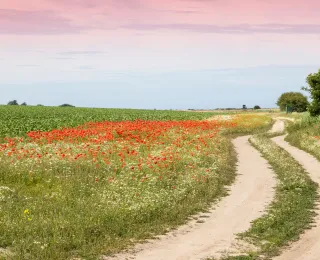 Ein Feldweg mit blühendem Mohn und Kamille