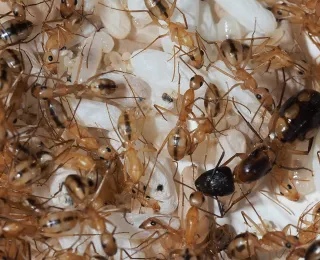 Das Foto zeigt einen Blick in eine Kolonie der Ameisenart Camponotus maculatus, mit der im Vorhaben praktisch gearbeitet wurde. Zu sehen sind die Königin, Arbeiter und Larven.