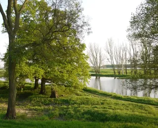 Landschaft mit Gewässer und einzelnen Bäumen