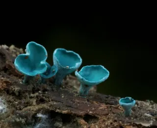 Kleinsporiger Grünspanbecherling 