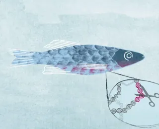 Die Abbildung zeigt eine Graphische Darstellung von einem Lachs, der gentechnisch verändert wird