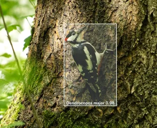 Buntspecht an einem Baum mit Illustration einer KI-basierten, optischen Arterkennung