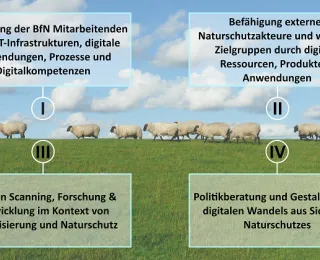 Neun Schafe laufen über eine Wiese. Textkacheln im Vordergrund. 1. Kachel: Befähigung der BfN Mitarbeitenden, 2. Kachel: Befähigung externe Naturschutzakteure, 3. Kachel: Horizon Scanning, Forschung und Entwicklung, 4. Kachel: Politikberatung und Gestaltung des digitalen Wandels
