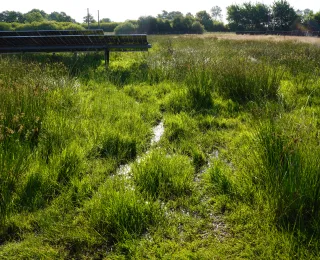 Die Abbildung zeigt eine Solaranlage auf wiedervernässten Moorboden am Standort Lottorf
