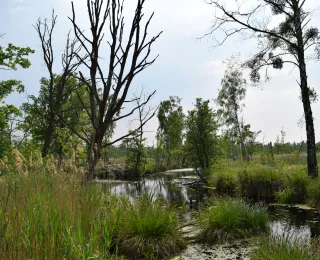 grün bewachsene Küstenlandschaft mit Wasservorkommen aus dem Meer