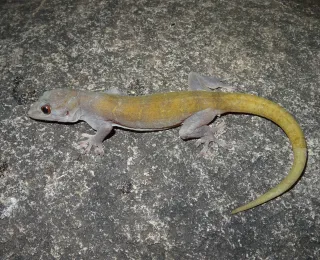 Golden gecko on a rock