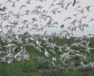 Auffliegende Brandseeschwalben in der Brutkolonie auf Baltrum, Niedersachsen. Zur Überwachung möglicher Ausbrüche der hochpathogenen aviären Influenza (Vogelgrippe) sind Kameras vor der Brutzeit aufgestellt worden.