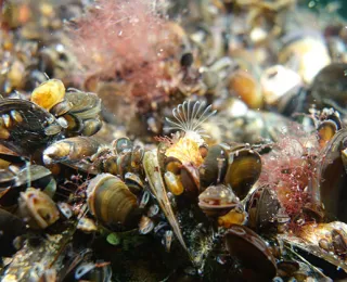 Geogenes Steinriff mit hauptsächlichem Bewuchs von Miesmuscheln und Seepocken