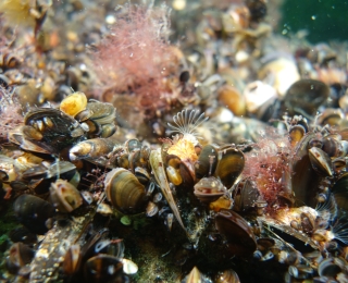 Geogenes Steinriff mit hauptsächlichem Bewuchs von Miesmuscheln und Seepocken