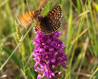 Schmetterling auf einer Blüte sitzend