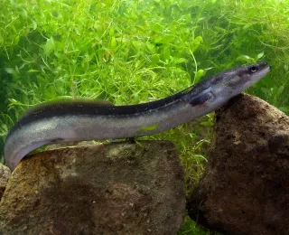 Europäischer Aal im Wasser