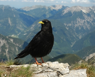 Alpendohle mit einer Berglandschaft im Hintergrund