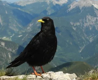 Alpendohle mit einer Berglandschaft im Hintergrund