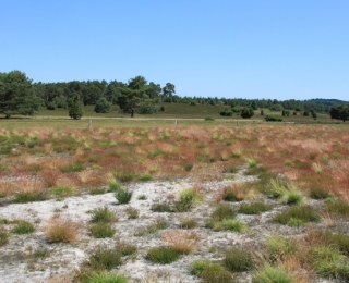 Auf einer Projektfläche im Naturschutzgebiet Lüneburger Heide wurde Calluna vulgaris, die Besenheide, ausgebracht. Dies wird als "assisted Migration" bezeichnet, bei der Pflanzen unterstützt werden sich in klimatisch geeignetere Gebieten anzusiedeln.