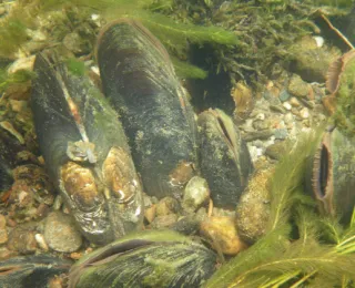 Erwachsene Flussperlmuscheln im Gewässer.