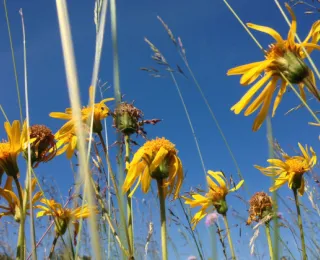 Blütenköpfe der Arnika vor blauem Himmel