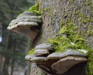 Das Bild zeigt den Stamm einer Rotbuche mit zwei Zunderschwämmen.