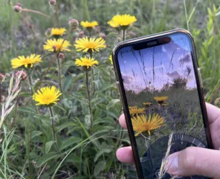 Eine Hand hält ein Smartphone auf dem mit der App Flora incognita ein Pflanze bestimmt wird.