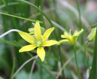 Der Scheidige Gelbstern blüht im Stadtwald Lübeck.