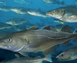 Dorsche als kälteadaptierte Fische sterben bei Wassertemperaturen ab 15 ° C