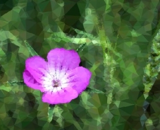 pinkfarbene Blühte mit grünem Hintergrund