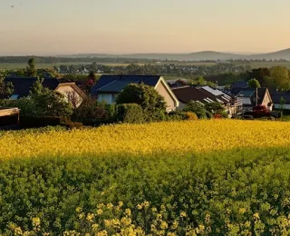Landschaftsaufnahme mit Rapsfeld im Vordergrund und Siedlung sowie bewaldeten Bergen im Hintergrund, Gemeinde Wachtberg