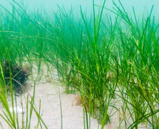 Seegras am Meeresboden