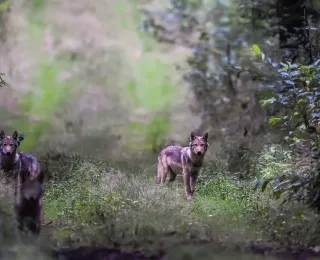 Drei Wolfswelpen im letzten Tageslicht auf einem Feldweg. Zwei der Wolfswelpen blicken in die Kamera, ein dritter Welpe rennt auf den Betrachter zu. 
