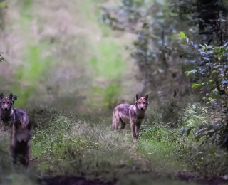Drei Wolfswelpen im letzten Tageslicht auf einem Feldweg. Zwei der Wolfswelpen blicken in die Kamera, ein dritter Welpe rennt auf den Betrachter zu.
