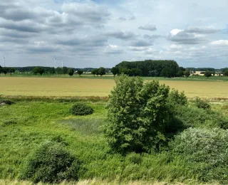 Bruthabitat der Rohrweihe in einem Feuchtbiotop