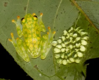 Ein Glasfrosch sitzt auf einem Blatt neben seinem Leich 