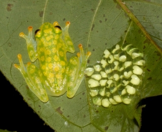 Ein Glasfrosch sitzt auf einem Blatt neben seinem Leich
