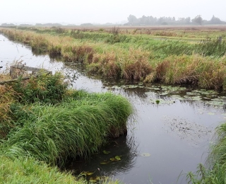 Moorlandschaft