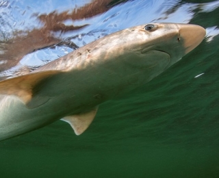 Ein schwimmender Hundshai unterwasser